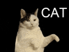 dance cat GIF