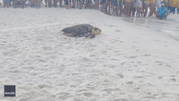 Crowd Cheers as 'Large Marge' The Turtle Returns to the Sea