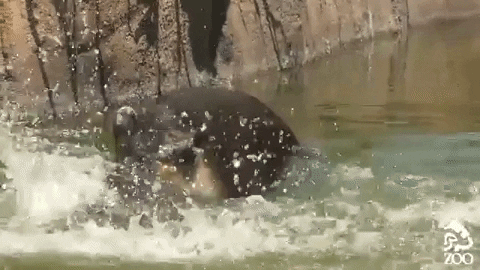 los angeles zoo swim GIF by Los Angeles Zoo and Botanical Gardens