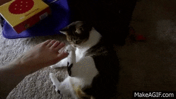 feet GIF