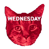 Cat Rainbow Sticker