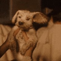 Kara Zor-El Dog GIF