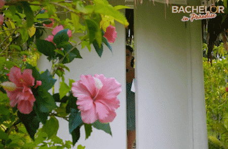 GIF by BachelorInParadiseAU
