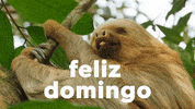 Finde Happy Sunday GIF by Sealed With A GIF