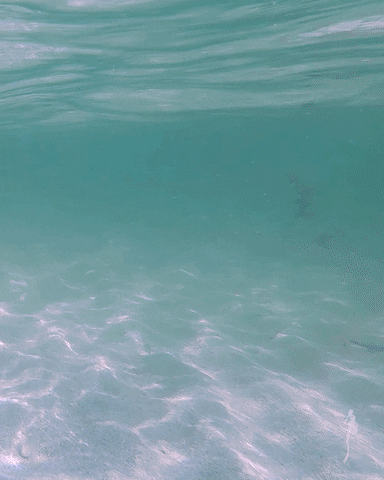 Zeroeye giphyupload beach ocean sea GIF