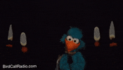 BirdCallRadio love happy smile peace GIF