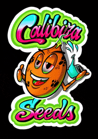 calibizaseeds calibiza calibizaseeds calibizaseedsco GIF