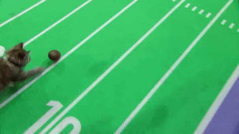 football cats GIF by Hallmark Channel