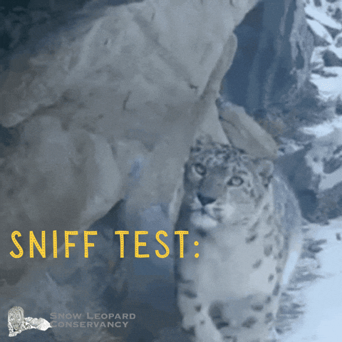 SnowLeopardConservancy snow wildlife leopard sniff GIF
