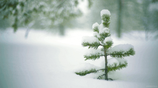 snow tree GIF by Living Stills