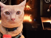 Funny Cat GIF