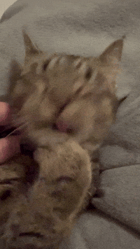Cat Pfoten GIF