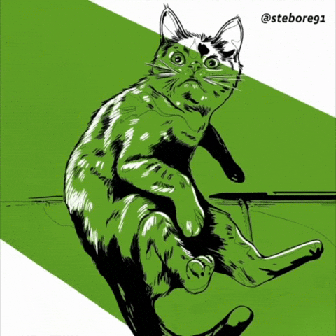 Cat Wtf GIF