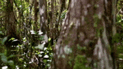 forest swamp GIF by American Experience PBS