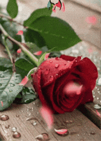 Fiesta Quisiera GIF by Murcianys LLC