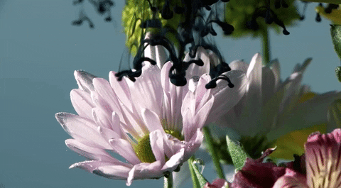 slingshot dakota flowers GIF by Topshelf Records