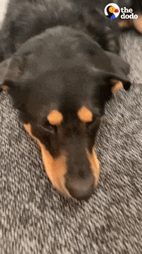 Dog Office GIF by The Dodo