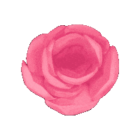 roseslaceshop pink flower rose roseslaceshop Sticker