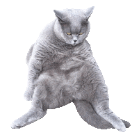 Cat Sticker by robotyreczne