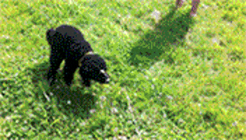 goo GIF