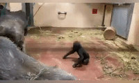 Gorillas 'Monkey Around' During Morning Playtime