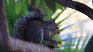 Squirrel GIF by University of Florida
