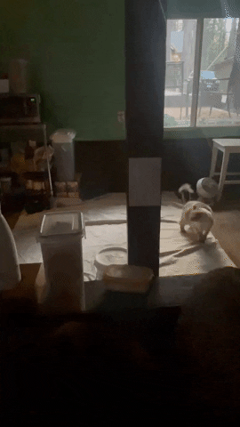 shawnhoffman0ef8 giphyupload GIF