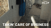 Cat GIF by Chevrolet
