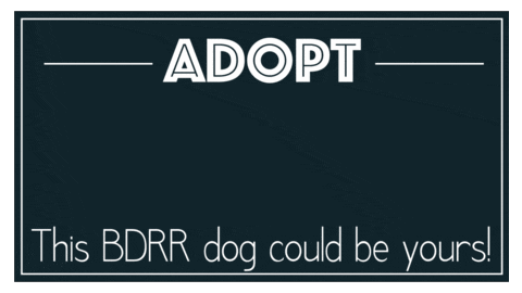 Bdrr GIF by Big Dog Ranch Rescue