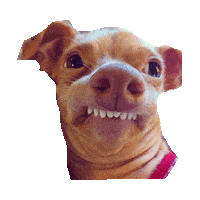 funny dog STICKER by imoji