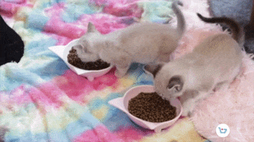 Cats Eating GIF by TalkShopLive
