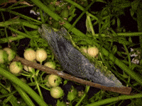 Butterfly Garden GIF by Ansel Oommen