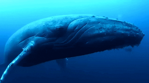 studio-vpr giphyupload whale device critter GIF