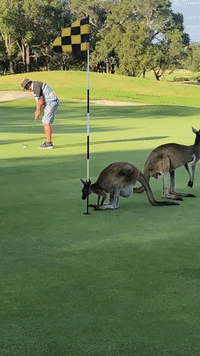 Kangaroos Invade Golf Course