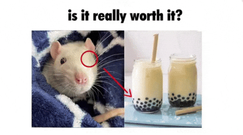 Mouse Hamster GIF