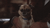 season 1 underbite GIF by Animals