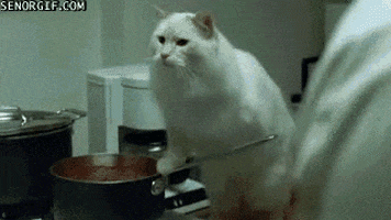 best of week cat GIF by Cheezburger