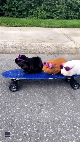 Looking Shady: Stylish Guinea Pigs Ride Skateboard in Montreal