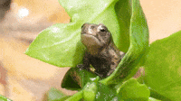 Please Frog