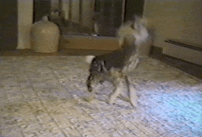 dog playing GIF by RETROFUNK