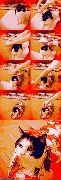 cat bow GIF by Cheezburger