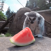 Animals at Zoo Celebrate National Watermelon Day