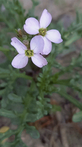 Simongip giphyupload GIF