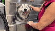 RockyKanaka  GIF