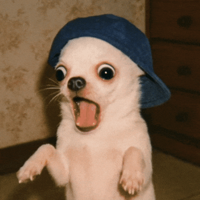 chiroroharu dog surprise puppy huh GIF