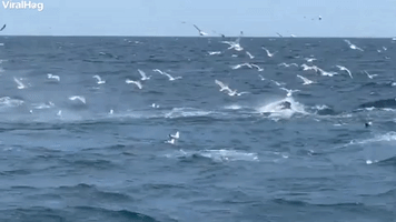 Humpback Whales Feeding 