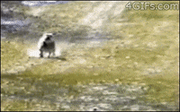 Cat Butt GIF