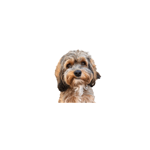 JuliaSpechtSHK dog hello nice blink Sticker
