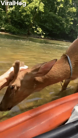 Cute Deer Makes Friends with Kayaker