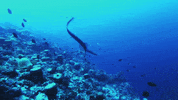 Sassy Booty GIF by Shark Week